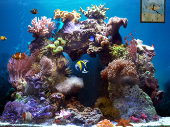 Desktop Wallpaper on Beautiful Reef   Animated 3d Wallpaper Animated 3d Wallpaper